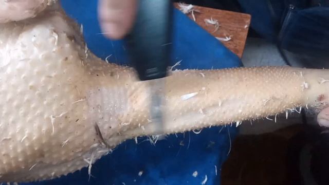 КАК ЛЕГКО И ЧИСТО ОЩИПАТЬ УТКУ