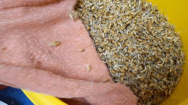 Проращиваем овёс для кур-несушек. Ответы на комментарии.