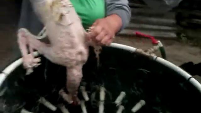 Ощипывание  гуся за 30 секунд