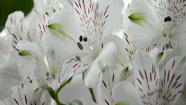 Цветы, похожие на лилии, только маленькие