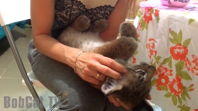 ГРОМКОЕ УРЧАНИЕ РЫСИ