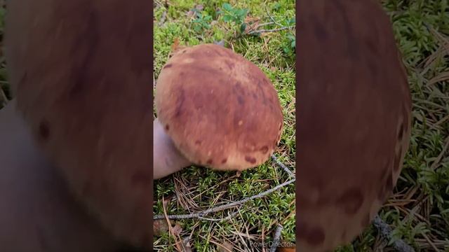 наш грибной улов часть 2