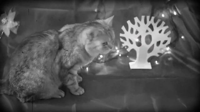 Кошка-оборотень, страшная история. Кошачьи истории #1.