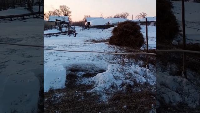 Содержание овец зимой без выпаса\жизнь в деревне