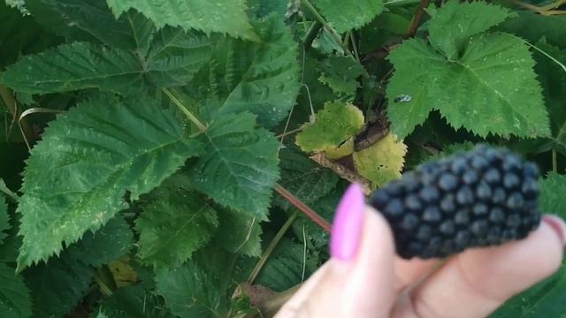 Ежевика Коламбия Гигант, я меняю о ней мнение, это очень вкусная ягода.