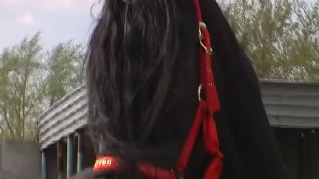 Лошади цыганского барона-1