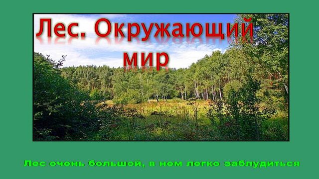 Лес. Окружающий мир