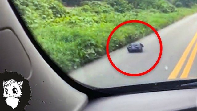 ЖЕНЩИНА УВИДЕЛА МУСОРНЫЙ МЕШОК НА ДОРОГЕ И ВОТ ЧТО БЫЛО ВНУТРИ [Белый кот]