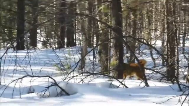 охота с лайкой