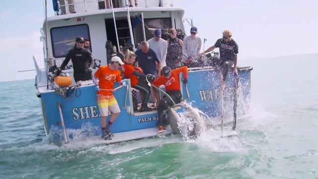 САМАЯ БОЛЬШАЯ И ОПАСНАЯ АКУЛА В МИРЕ Случаи нападения белых акул на людей, гигантские огромные, мор