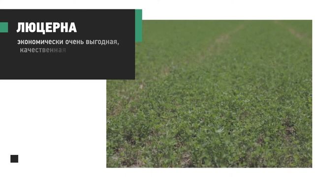 Кормовое медоносное растение люцерна