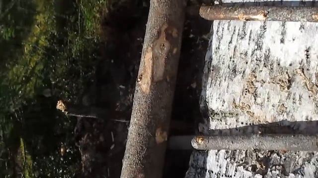 Живо ловушка на глухаря!