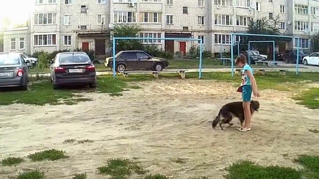 Мир собак