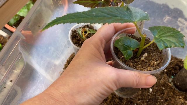 ПОЧЕМУ НЕ КУСТИТСЯ БЕГОНИЯ БЕЛЛЕКОНИЯ? Можно ли это исправить?