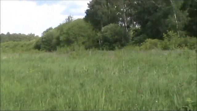 Поиск клада в лесу