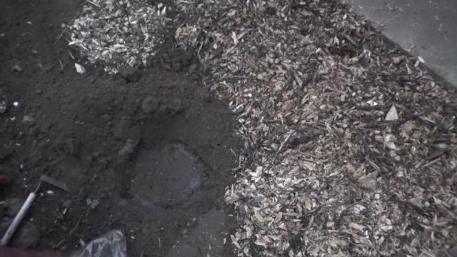 Лиатрис колосковый. Осенняя посадка в открытый грунт клубнями и подготовка к зиме.