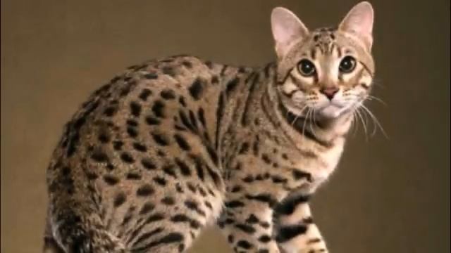 Самые красивые кошки в мире! ТОП 10 красивых животных! Top 10 Beautiful Animals!