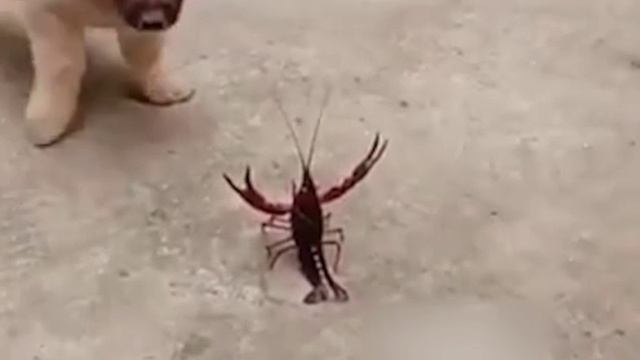 Один в поле воин