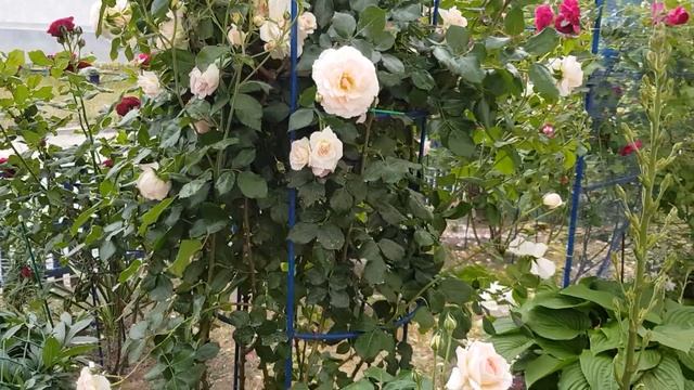 Сорт розы Шраб БРЕМЕНСКИЕ МУЗЫКАНТЫ (Кордес) - Очень сильнорослый, некапризный, нежные цветочки 9.0
