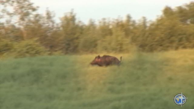 Охота на кабана с подхода.