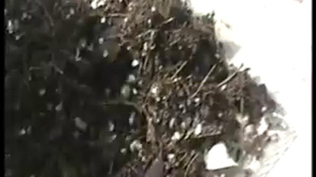 У Адениума желтеют листья, устанавливаем причину.