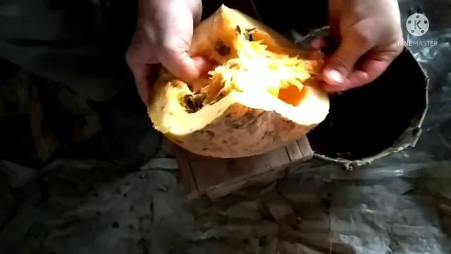 Тыква и её семена без кожуры. Голосеменная тыква. Семечки которые не надо чистить, для ленивых!!!
