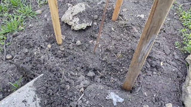 Азимина в Украине , выращивание азимины в откытом грунте .