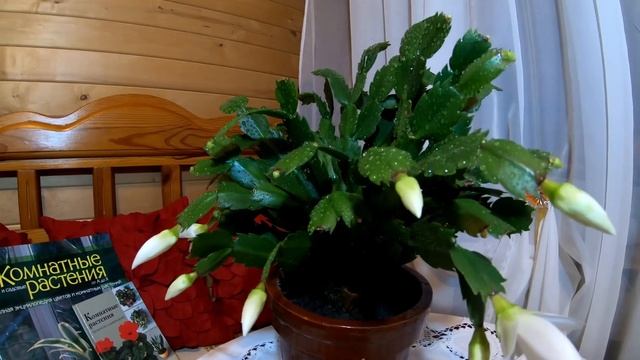 Декабрист - уход и цветение. Зигокактус шлюмбергера. Что делать, если не цветет декабрист