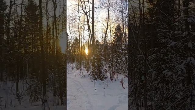 Красота зимнего леса