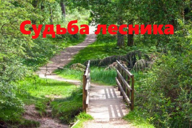 Интересная история о необычной судьбе лесника. Истории из жизни. Аудио рассказы.