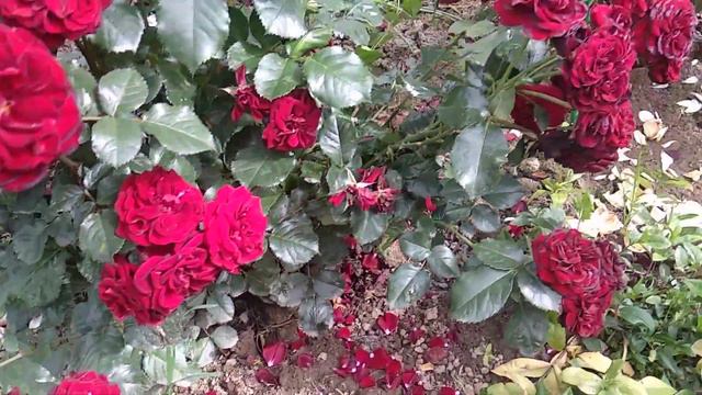 Роза🌹Лаваглут