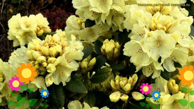 Рододендрон гибридный Голдкрон. Краткий обзор, описание характеристик rhododendron Goldkrone