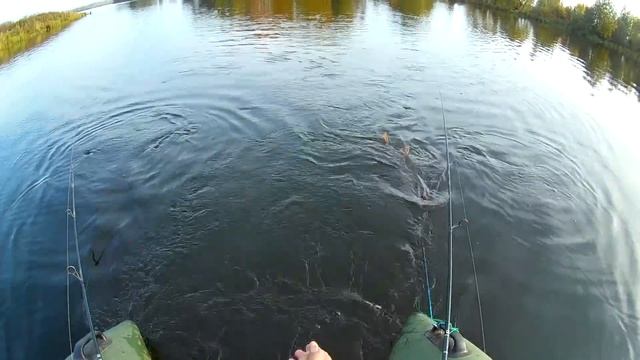 Ловля щуки на дорожку