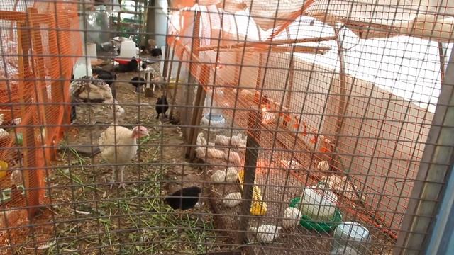 ЮЛИЯ МИНЯЕВА. ПОДРОБНЫЙ ОБЗОР МОИХ ПОСАДОК. ЭКСКУРСИЯ ПО НАШЕЙ УСАДЬБЕ. 26.05.19