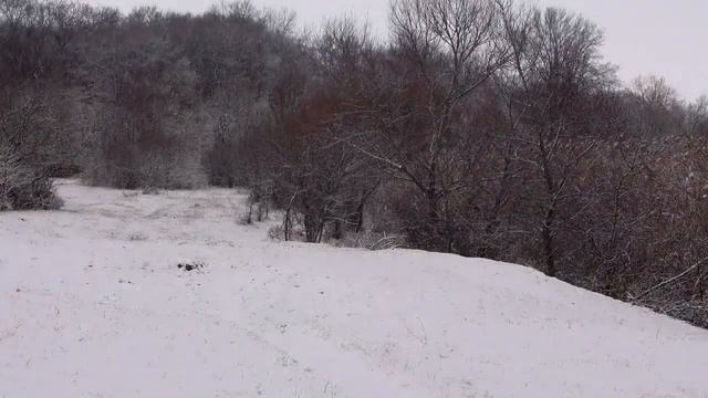 ЧЕЧНЯ Звуки Зимнего леса Пение птиц для расслабления и сна 2022