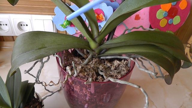 как отличить корень от цветоноса у орхидеи? Растет детка?Отличия корня от цветоноса орхидеи