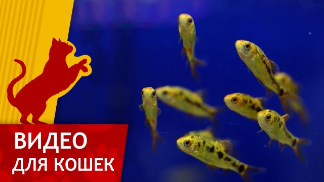 Видео для Кошек - Желтые рыбки (Развлеки своего кота)