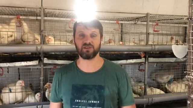 Заработок на бройлере ( ЭКСПЕРИМЕНТ на 500шт), выращивание бройлера, бройлер кобб 500 в курятнике