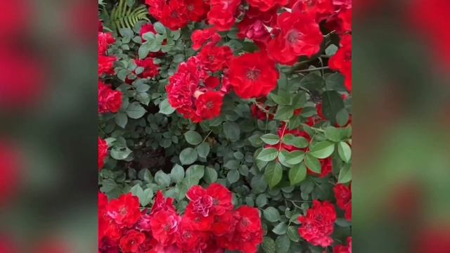 Роза ПАПРИКА Rose PAPRIKA