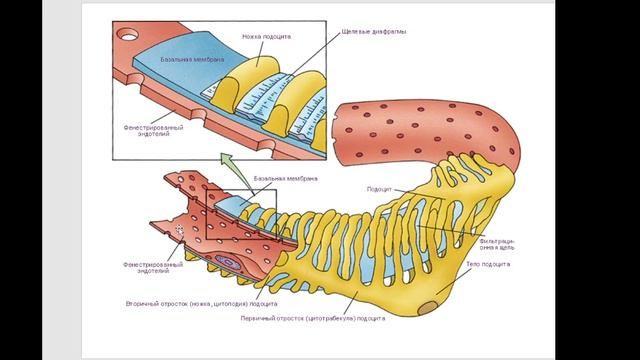Частная биохимия. Почки и моча. часть 1. 2023