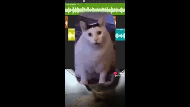 Чипи Чипи Чапа Чапа от Шаурмы 1 час