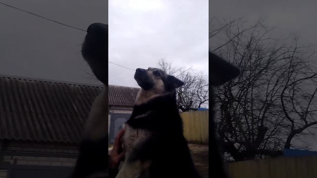 собачья любовь