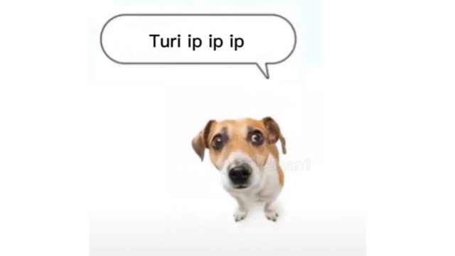 ТУРИ ИП ИП ИП — ОТКУДА МЕМ?