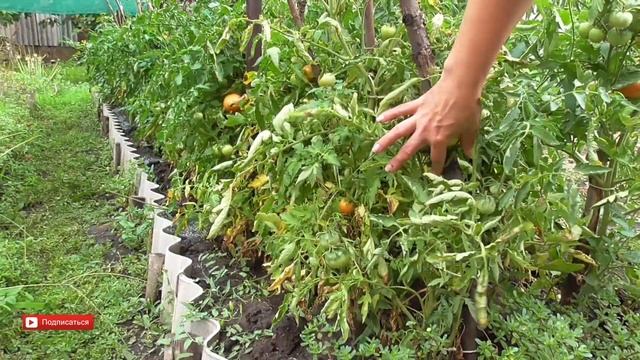 Укрытие ПОМИДОР от солнца ЗАТЕНЯЮЩЕЙ СЕТКОЙ своими руками. Сбор урожая помидор