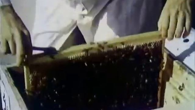 в мире пчел. научно познавательный фильм СССР .mp4