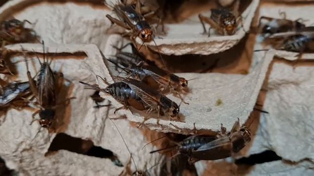 Как сверчат домашние сверчки.