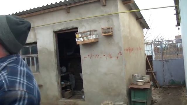 НИКОЛАЕВСКИЕ ГОЛУБИ /pigeons/ БАБОЧКА / В ГОСТЯХ У ВОВЫ КЕРЧЕНСКОГО / И СНОВА ВМЕСТЕ !