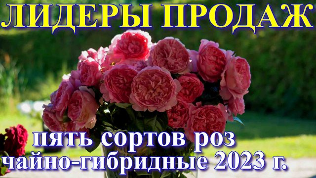 Лидеры продаж 2023 года. Чайно - гибридной группы