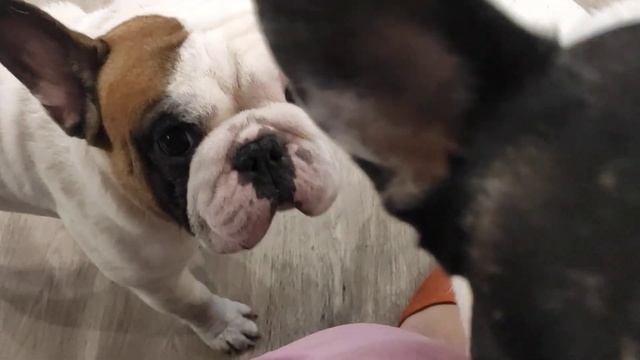 Французские бульдоги Куба Мигель и Бруно. Вот так и живём.