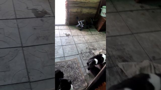 мои акитки